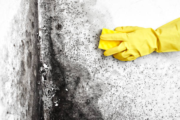 Best HVAC Mold Inspection and Cleaning  in Clearlake Oaks, CA
